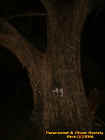 biggestoaktree.jpg (32126 bytes)