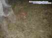 deerectoplasm.jpg (42682 bytes)