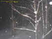 treemist.jpg (24647 bytes)