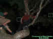 2rickaarontreeorbs.jpg (30345 bytes)