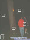 treeorbs.jpg (18963 bytes)