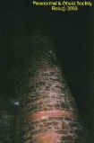 000tower.jpg (22085 bytes)