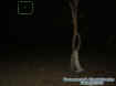 treeorb2.jpg (22412 bytes)