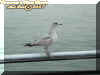 seagull.jpg (28051 bytes)