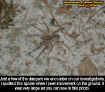 giantsgroundspider.jpg (53646 bytes)
