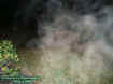 parkplaqueectoplasm.jpg (41723 bytes)