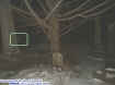 treestoneorb.jpg (24098 bytes)