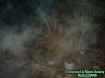 2005meyersparkmist.jpg (37694 bytes)