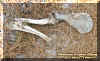 deerlegcloseup.jpg (79862 bytes)