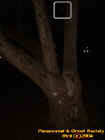 eerietreeorb.jpg (20293 bytes)