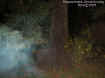 treeecto.jpg (41153 bytes)