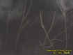 treeecto.jpg (19382 bytes)