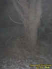 treeectoplasm1.jpg (21629 bytes)