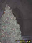 treedoor.jpg (22950 bytes)