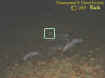fallenstoneorb.jpg (21636 bytes)