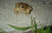 cubantreefrog.jpg (54872 bytes)