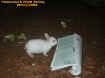 cutebunnyreadingpaper.jpg (31691 bytes)