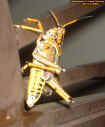 giantgrasshopper.jpg (80796 bytes)