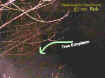 treeectoplasm.jpg (44008 bytes)