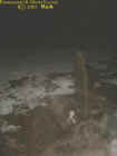 ectoengulfingstone.jpg (19429 bytes)