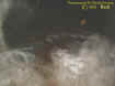 groundectoplasm1.jpg (19806 bytes)