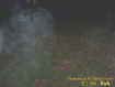 grassectoplasm.jpg (23765 bytes)