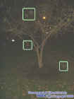 treeorbs.jpg (28412 bytes)