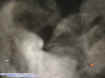 dumpsterectoplasm.jpg (14723 bytes)