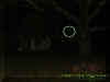 treeorb.jpg (14789 bytes)