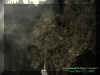 treeecto.jpg (31563 bytes)