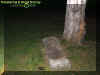 treegrave.jpg (31621 bytes)