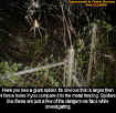 bethelspider.jpg (86368 bytes)