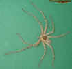 crabspiderenlargement.jpg (78859 bytes)