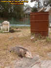 possum1.jpg (64259 bytes)