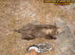 possum2.jpg (73309 bytes)