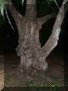 oldtree.jpg (29638 bytes)