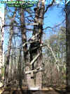 adamtreestand.jpg (71825 bytes)