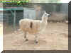llama.jpg (42726 bytes)