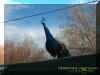 peacock1.jpg (34188 bytes)