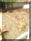 prairiedog.jpg (53969 bytes)