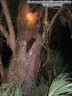 eerietree.jpg (46851 bytes)