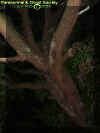 deadtree.jpg (27216 bytes)