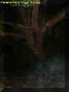 treemist2.jpg (21382 bytes)