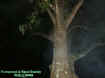 treemist1.jpg (30328 bytes)