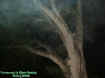 treemist2.jpg (36343 bytes)