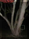 treeblueorb.jpg (28847 bytes)