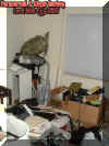 turtleroom.jpg (23104 bytes)