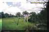 0giraffe.jpg (48950 bytes)