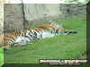 tiger.jpg (57309 bytes)