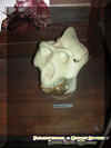 yetiskull.jpg (27097 bytes)